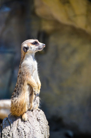 Side view of a meerkat standing and looking away of the camera