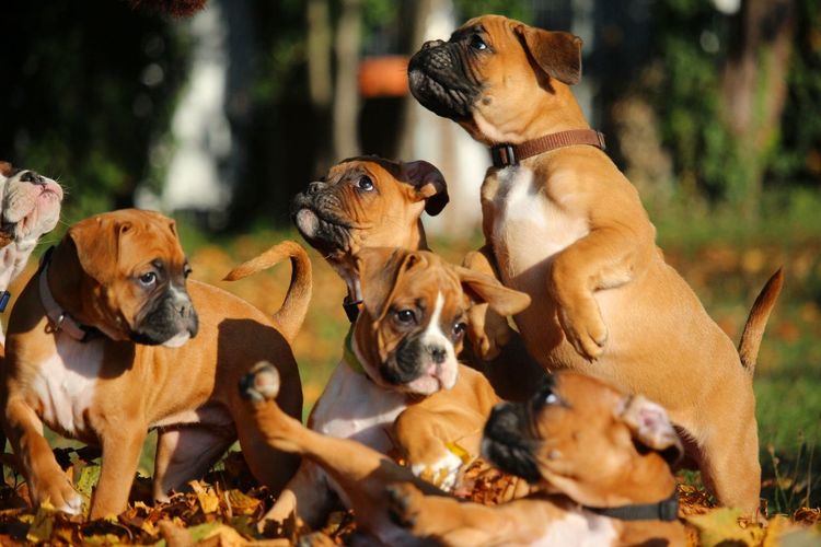 High angle view of dogs on leaves
