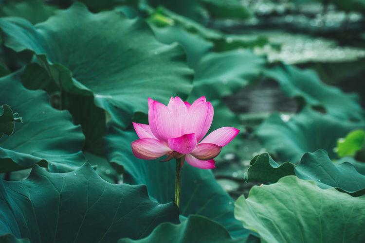 Lotus in the rain