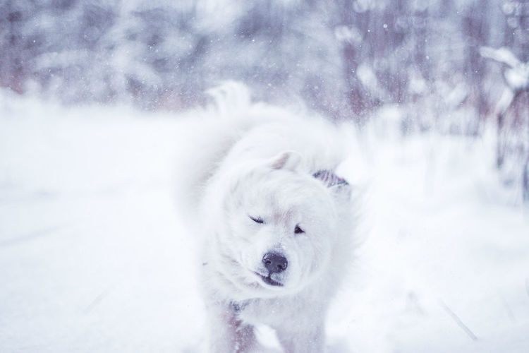 White dog in snow