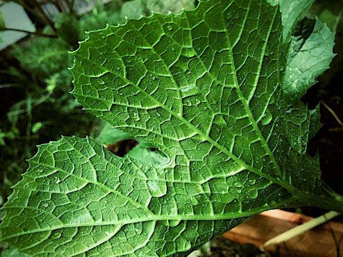 Close-up of leaves