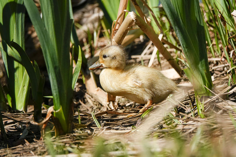 Duck in a field