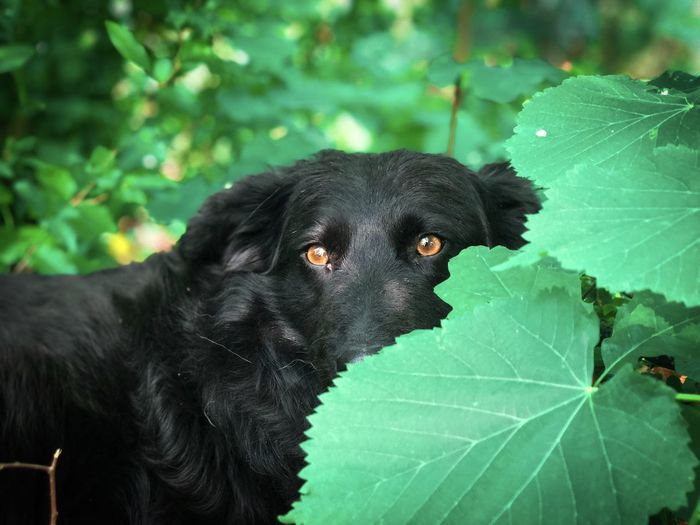 Portrait of black dog hiding behind green leaves