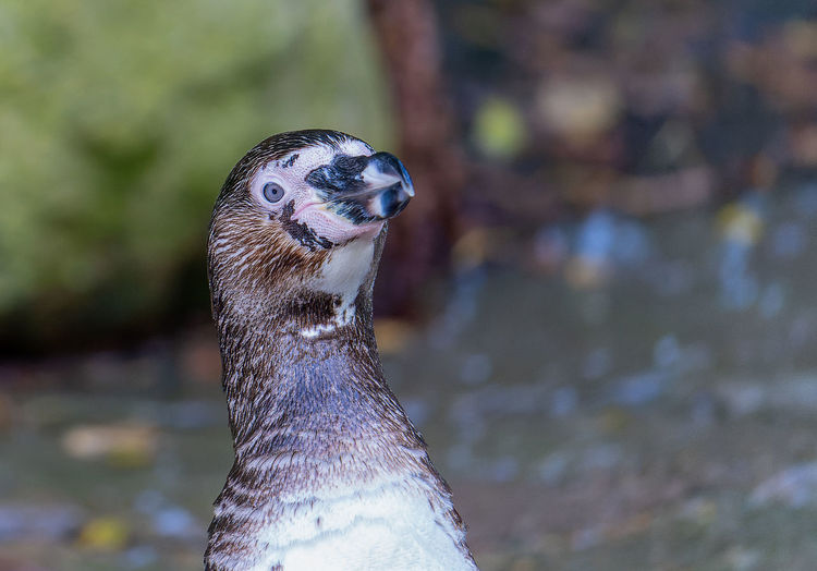 Humboldt penguin that appear from the surface of the water