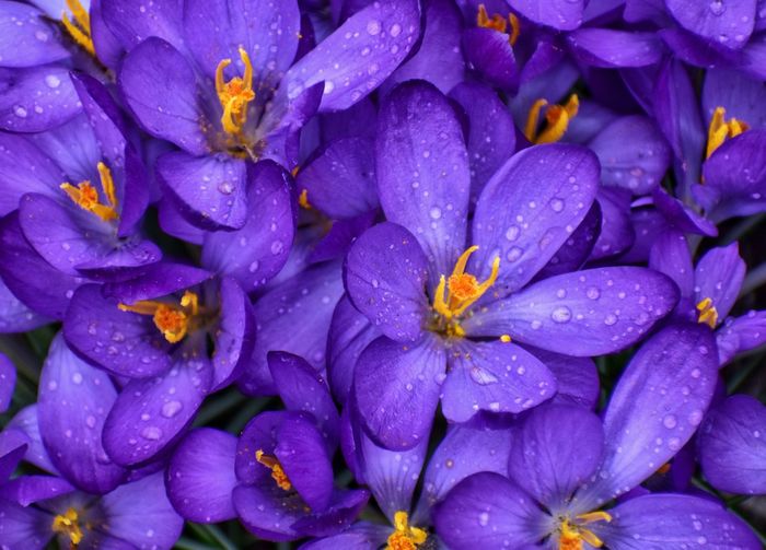 Full frame shot of wet purple flowering plants