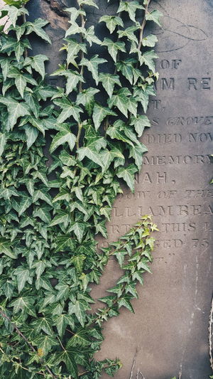 Close-up of ivy growing outdoors