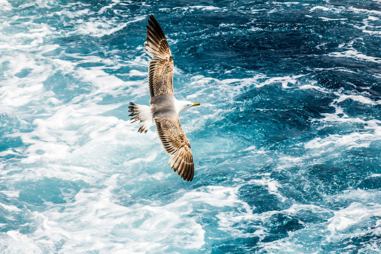 European herring gull, seagull, larus argentatus flying in the summer along the shores of aegean sea