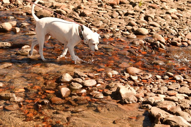 White dog standing on rock