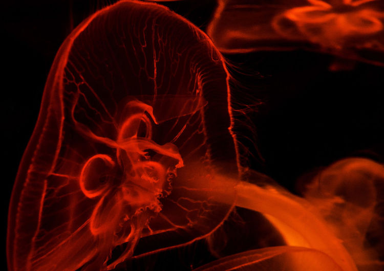 Close-up of jellyfish at night