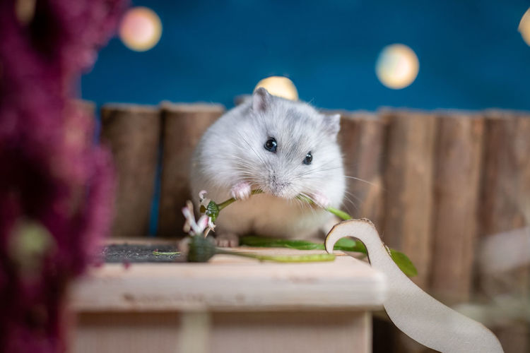 Close-up of hamster on table
