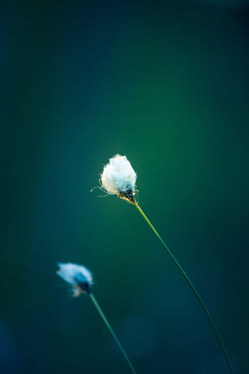 A beautiful cotton-grass heads in the warm sunset light. white fluffy cotton-grass flowers.