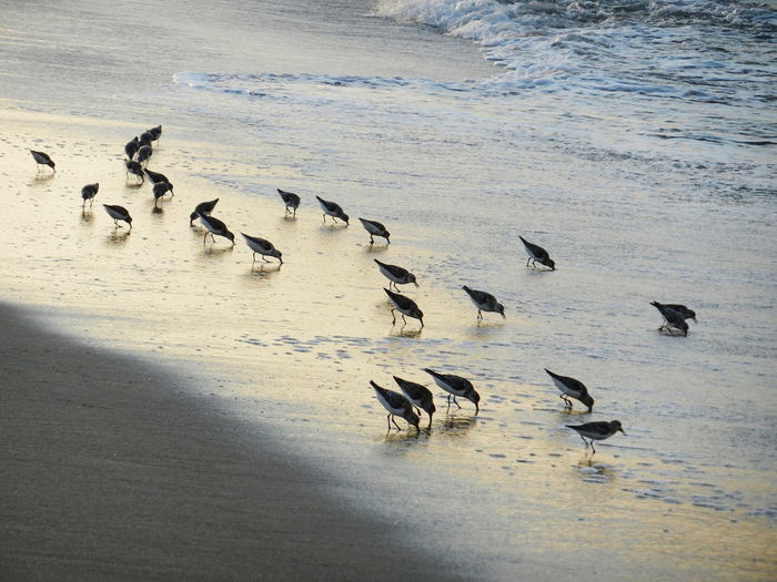 High angle view of birds on shore