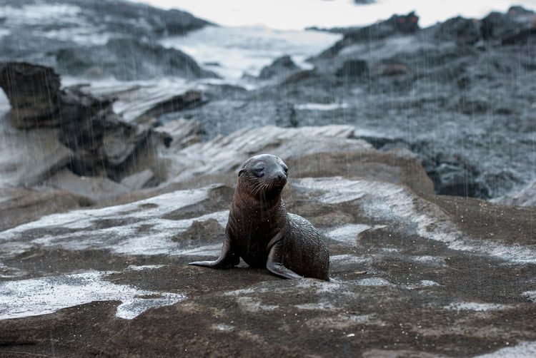 Close-up of galapagos fur seal