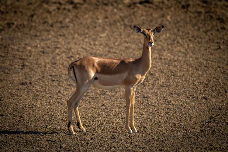 Female common impala stands in bright sunlight