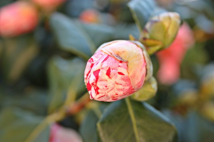 Close-up of red rose on plant