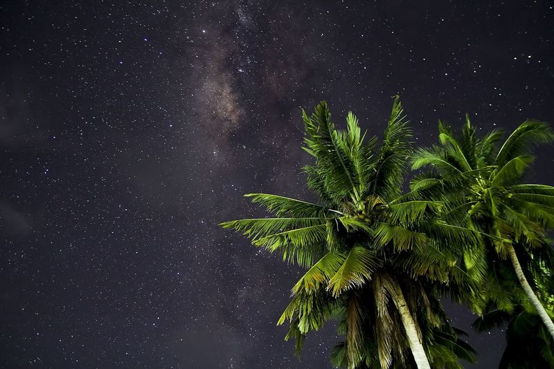 Palm trees against sky at night