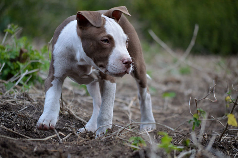 Pit bull terrier puppy on field