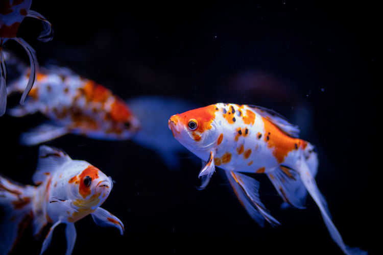 Close-up of goldfish swimming 