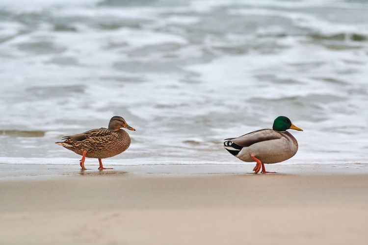 Mallard duck on beach