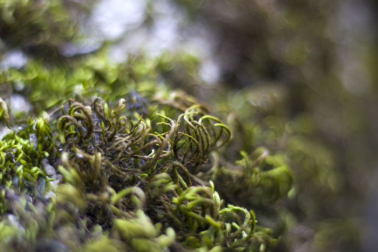 Macro and close-up of moss on the tree branch, georgia, green color.