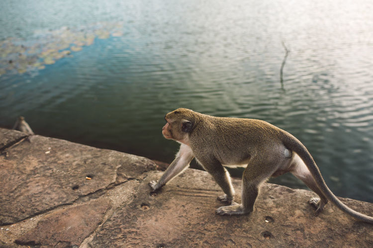 High angle view of monkey by the lake