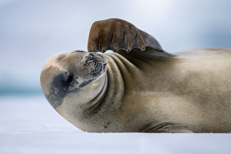 Close-up of crabeater seal scratching its face
