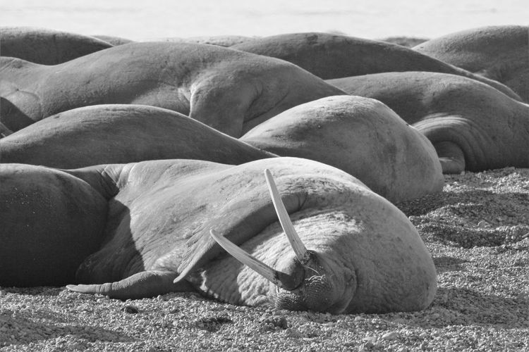 Beached walruses sleep under the arctic summer sun