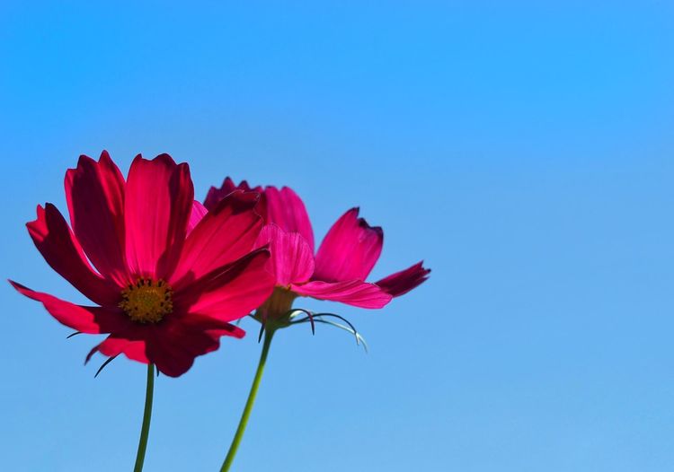 Close-up of pink flower against blue sky