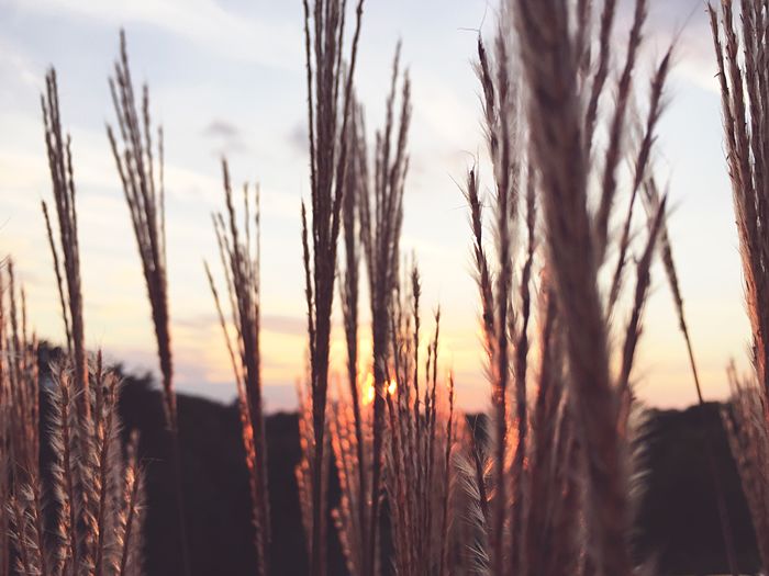 Close-up of wheat field against sky
