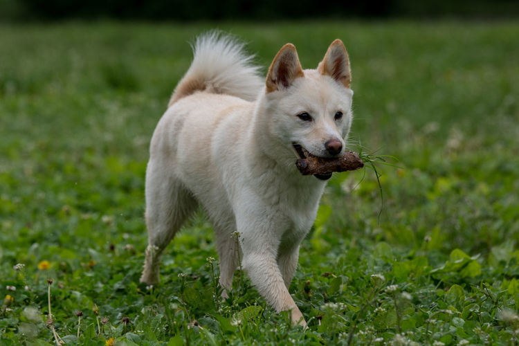 Shiba inu with stick in mouth walking on grassy field