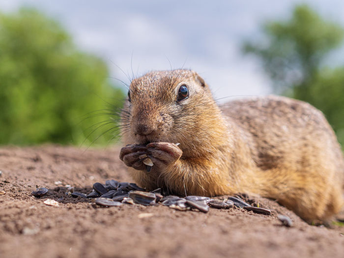 European gopher is eating sunflower seeds and looking at camera on the lawn. close-up. 
