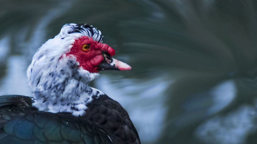 Close-up of muscovy duck against lake