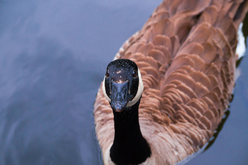 Close-up of wild goose