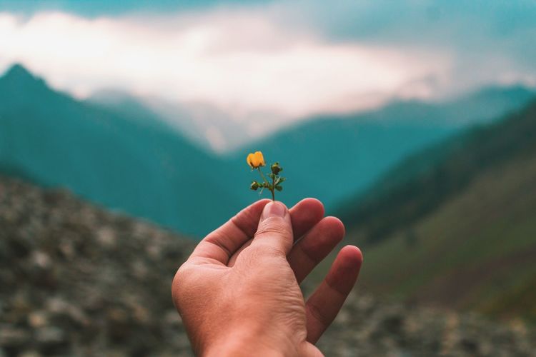 Cropped image of hand holding flower with mountains in background