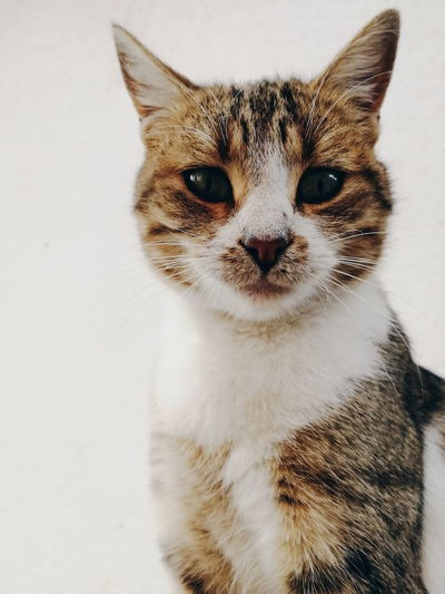 Close-up portrait of tabby cat
