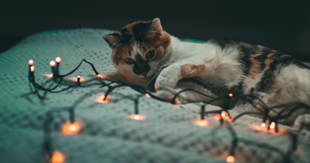 Cat with fairy lights 