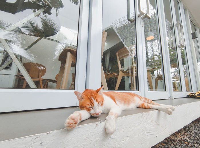 Portrait of a cat resting on window