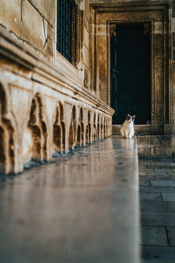 Side view of cat walking in city