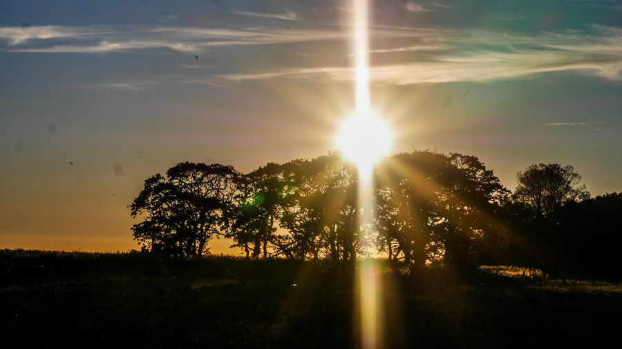 Trees on field against sky at sunset
