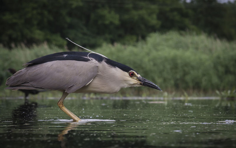 Low angle view of gray heron in lake