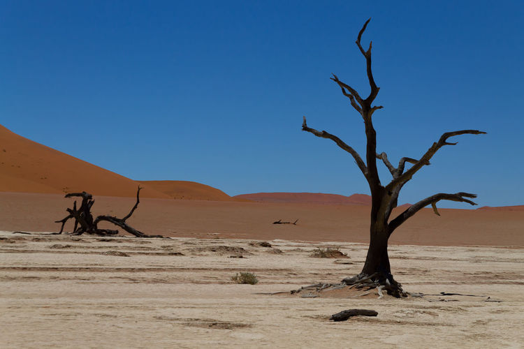 Bare tree on desert against clear sky