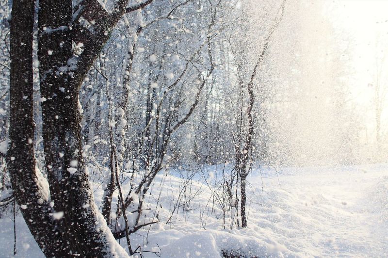 View of frozen trees on land
