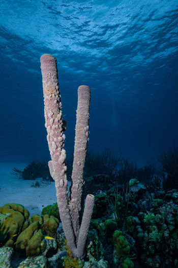 View of coral by sea