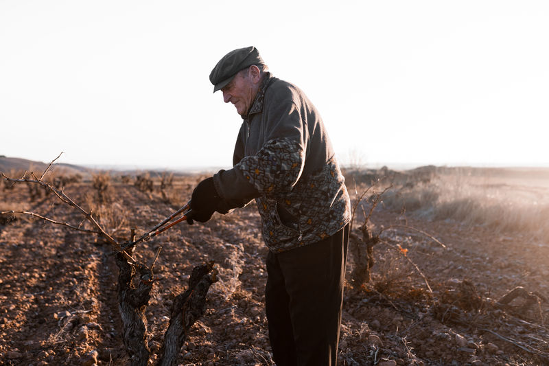 Side view of mature male cutting dried twigs with sharp pruner while standing in agricultural field during work in countryside