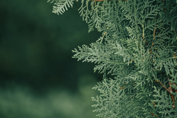 Close-up of pine tree. nature background