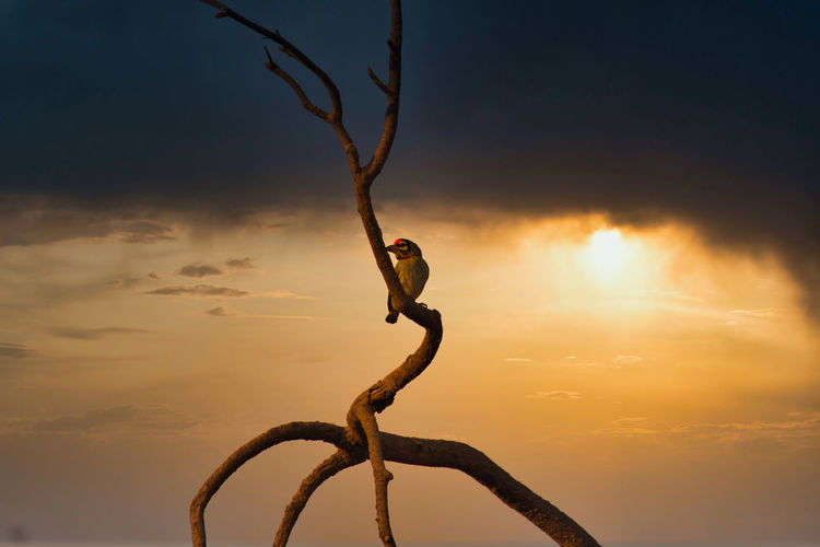 Low angle view of bird perching on tree against sky during sunset