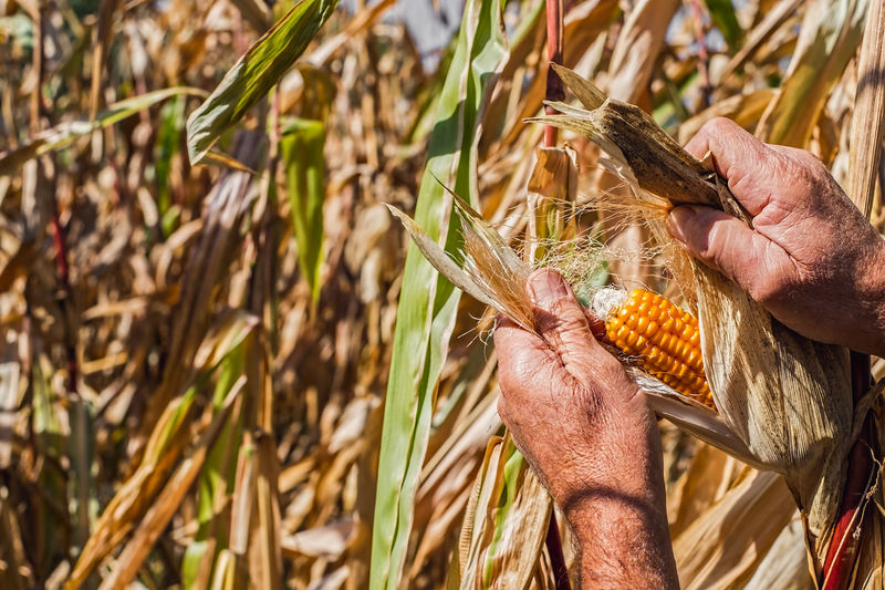 Cropped hands of male farmer harvesting corn at farm