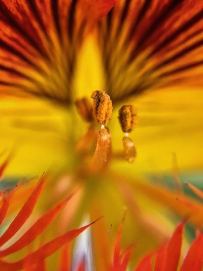 Close-up of yellow flower