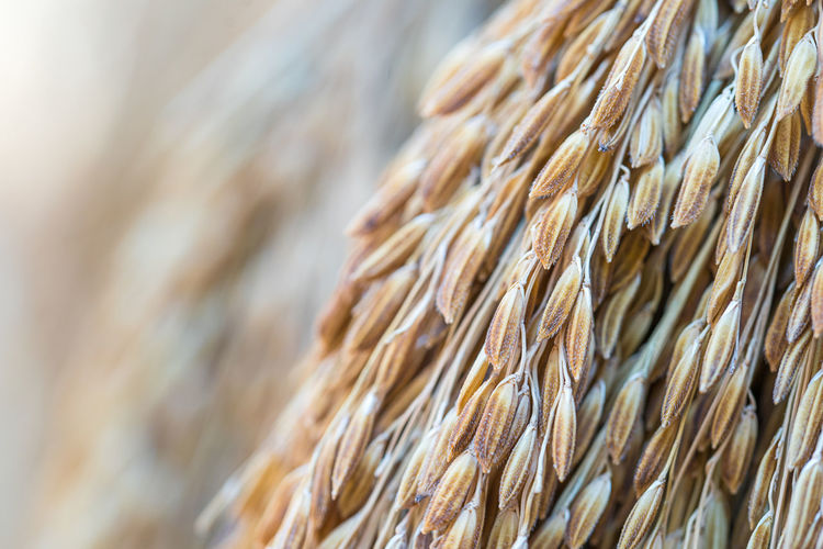 Detail shot of wheat