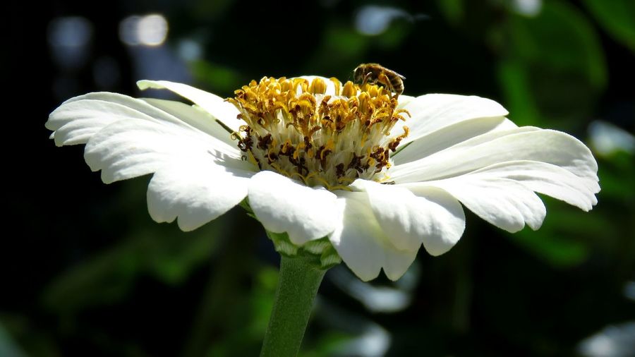 Close-up of insect pollinating flower